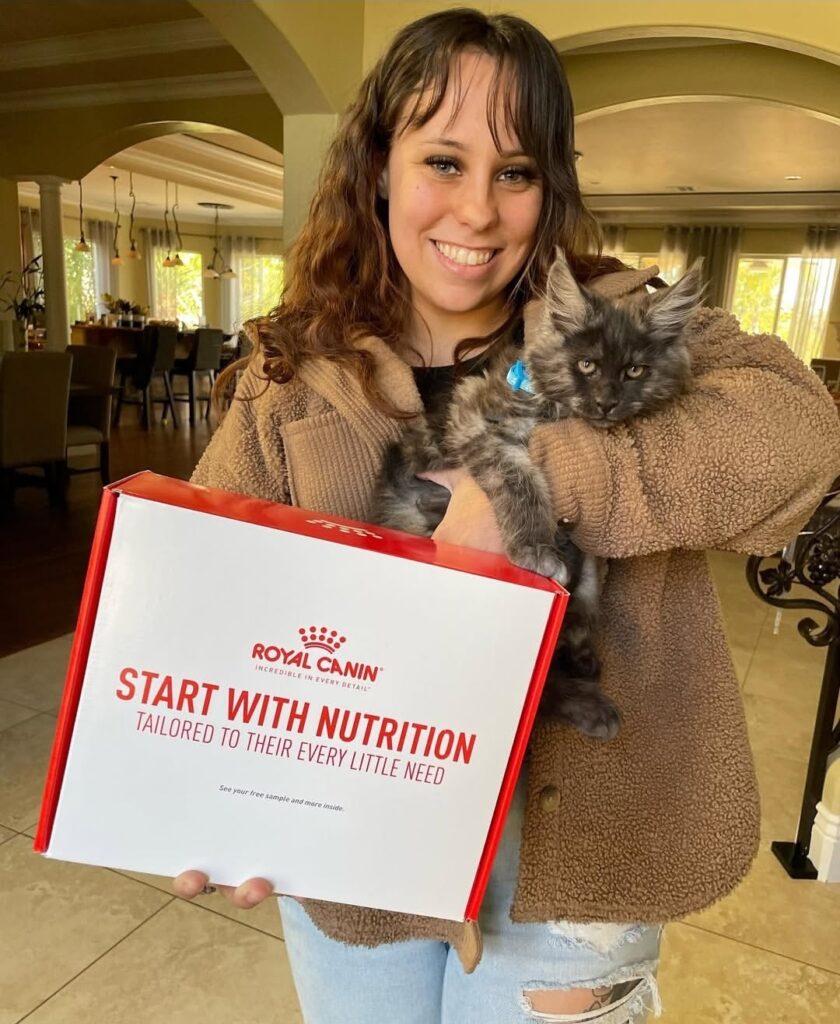 review4_maple_maincoon_cattery