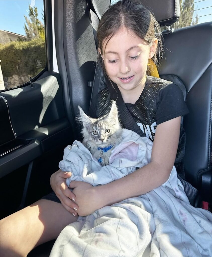 review5_maple_maincoon_cattery